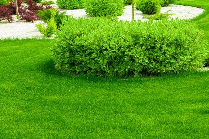 A lush green lawn with a bush in the middle of it.