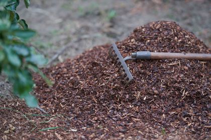 A rake is sitting on top of a pile of mulch.