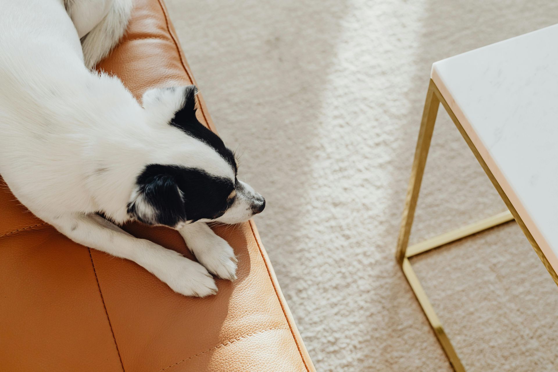 Dog with black and white markings resting on a brown leather couch near a marble-topped table.