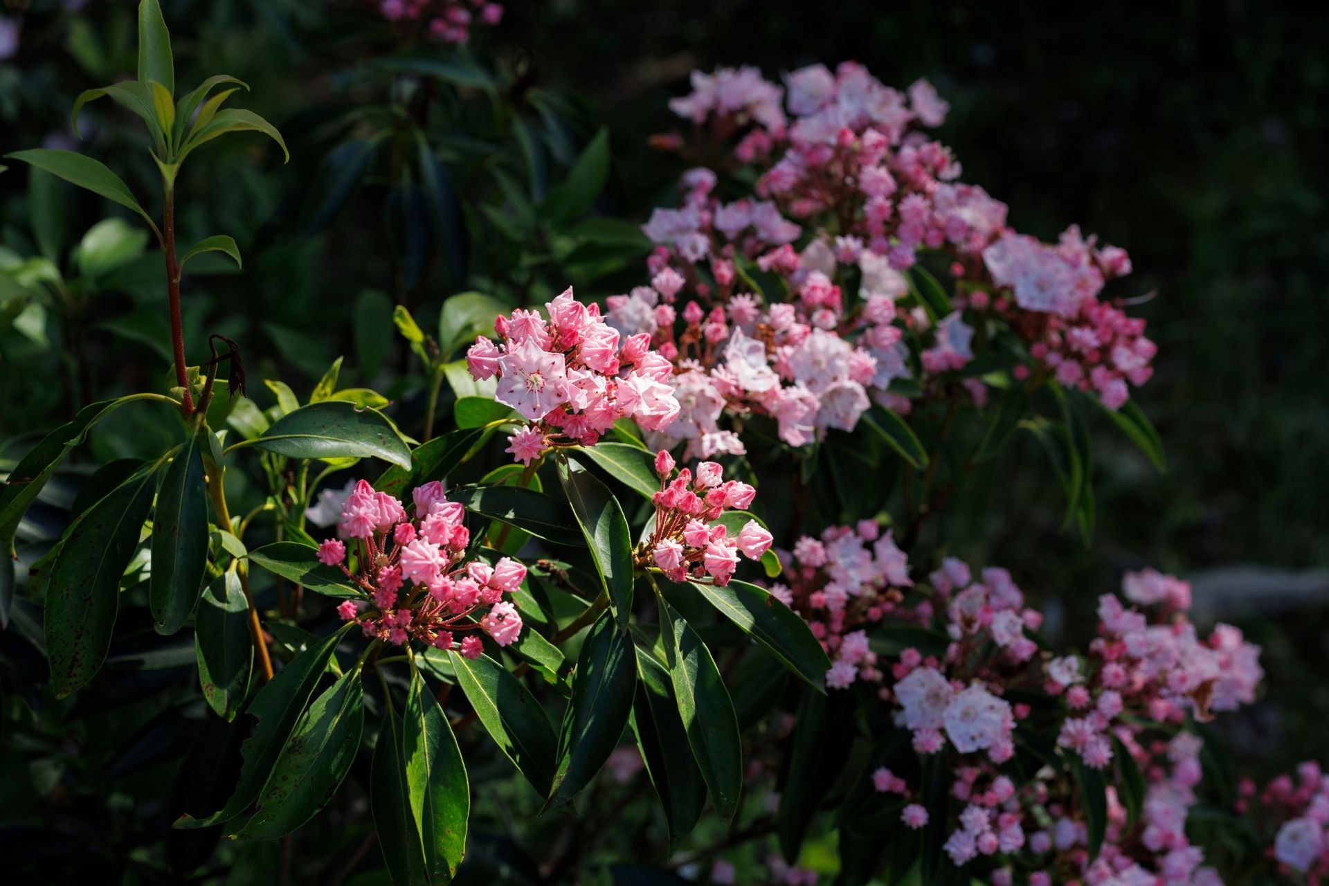 A white flower with a yellow center on a black background
