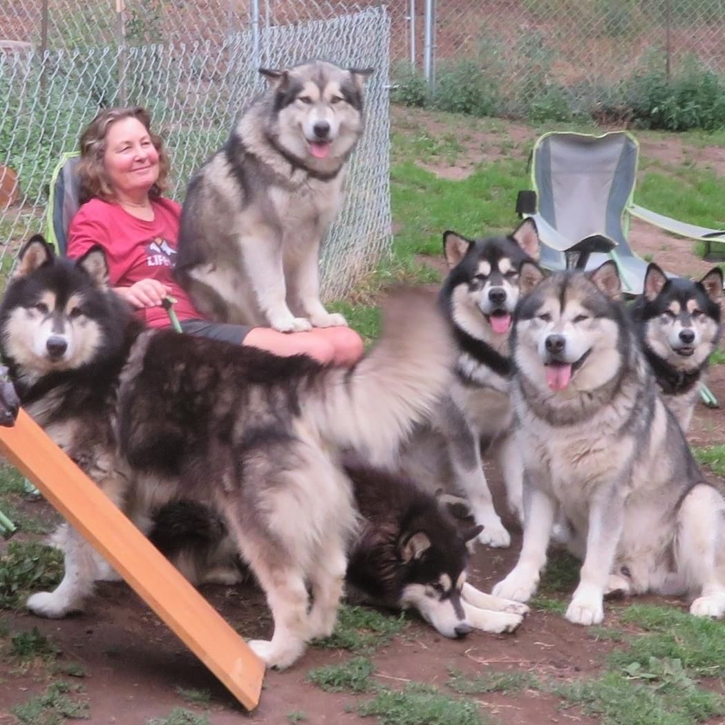 A woman is sitting on a chair surrounded by dogs