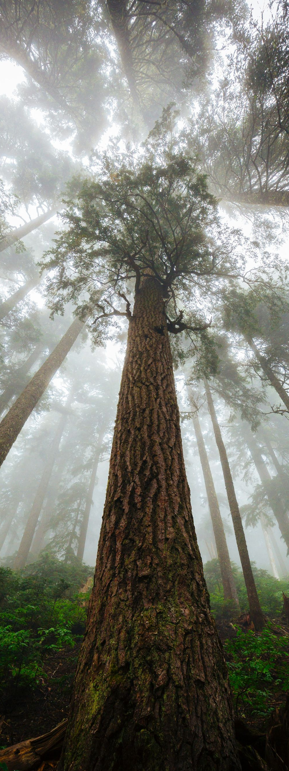 Foggy forest with towering redwood trees viewed from below