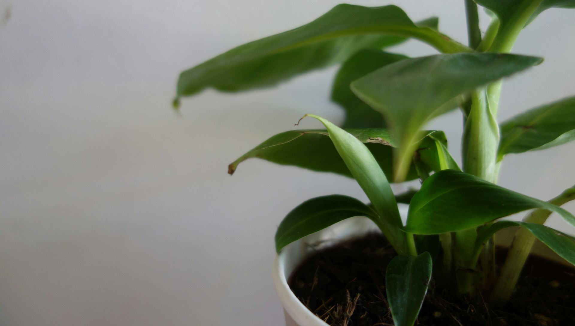Close-up of a small banana plant in a white pot with green leaves against a white background.