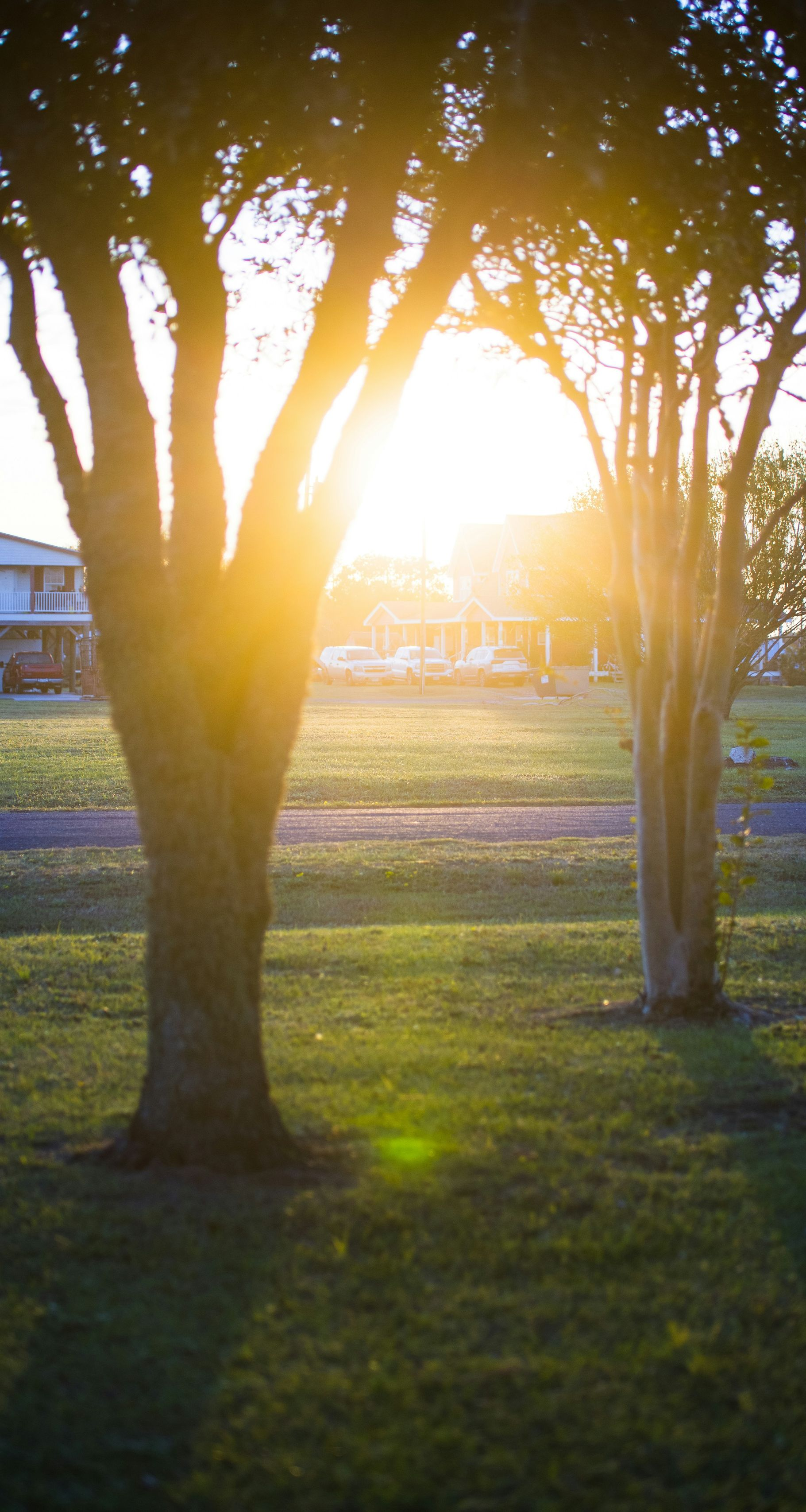 Bright sun shines through trees, illuminating a grassy field; warm, golden light.