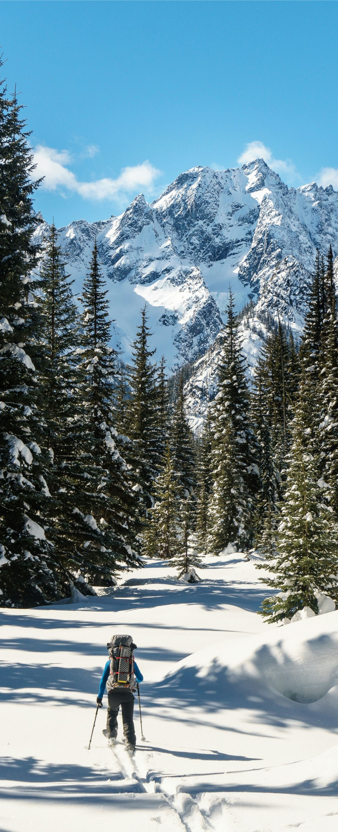 Skier on snowy trail in a pine forest with a mountain peak in the distance