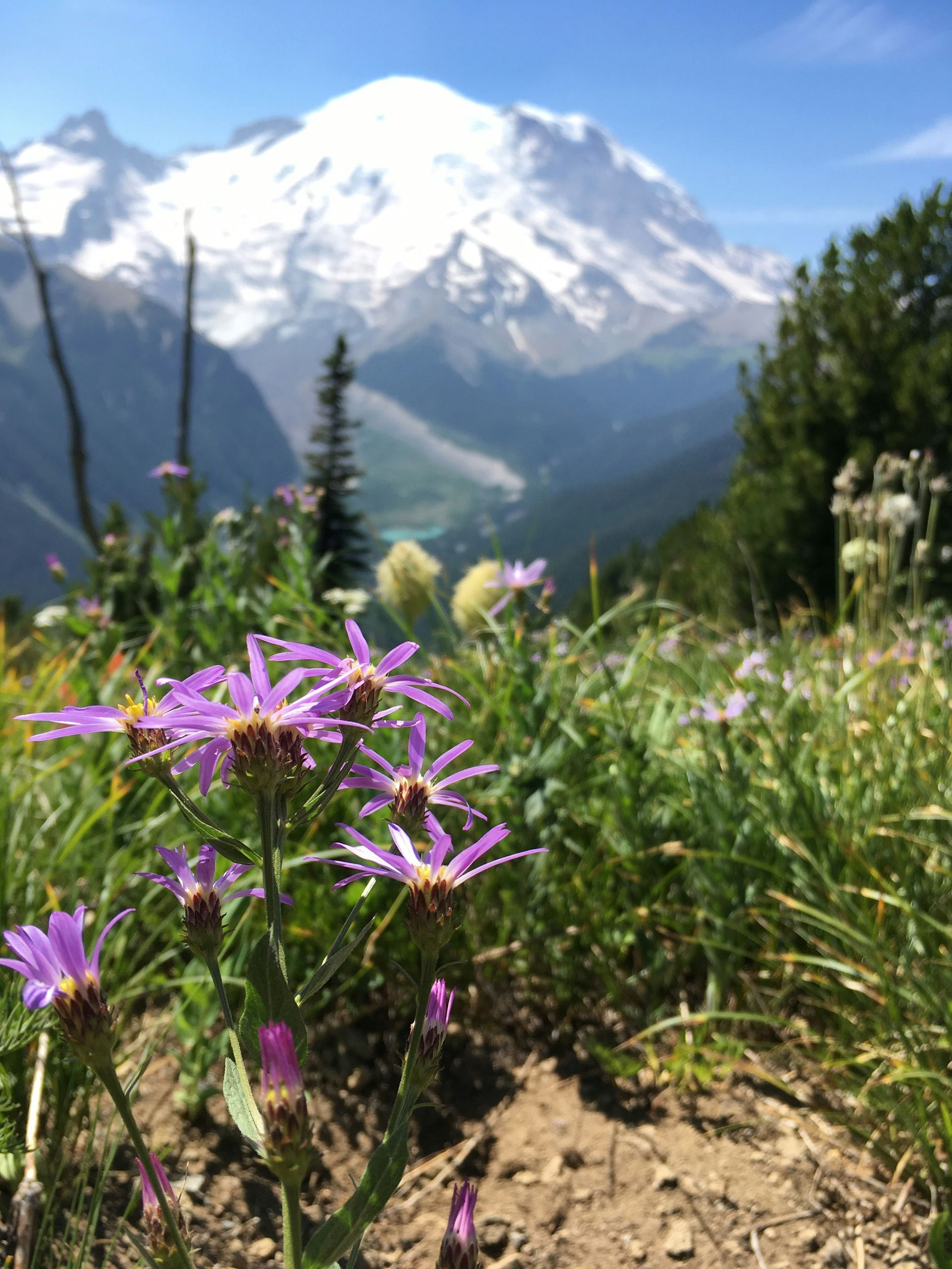 Purple wildflowers in a meadow with a snowy mountain in the background