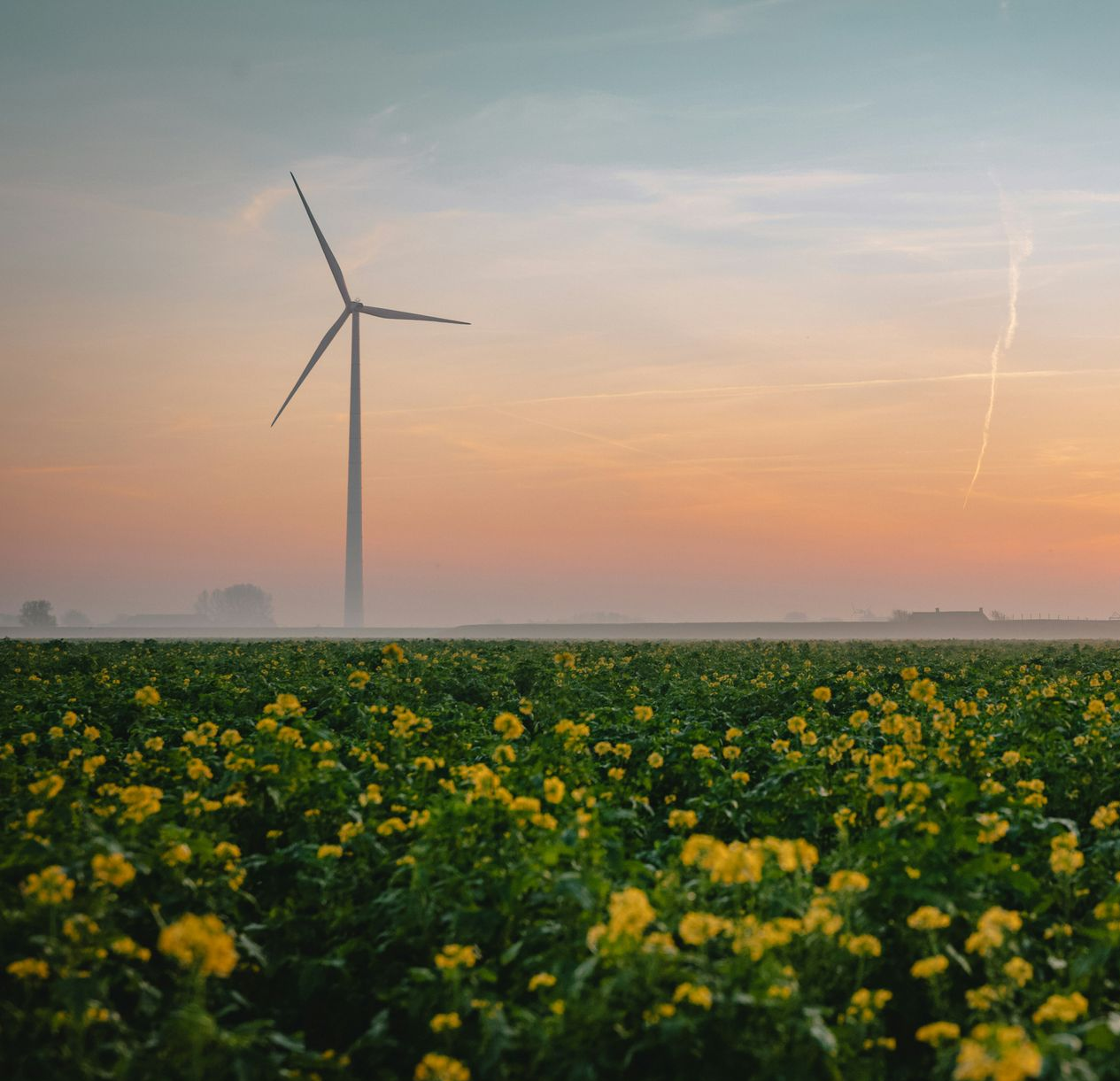 Yellow flowers in a field with a windmill and a wind turbine against a sunset sky.