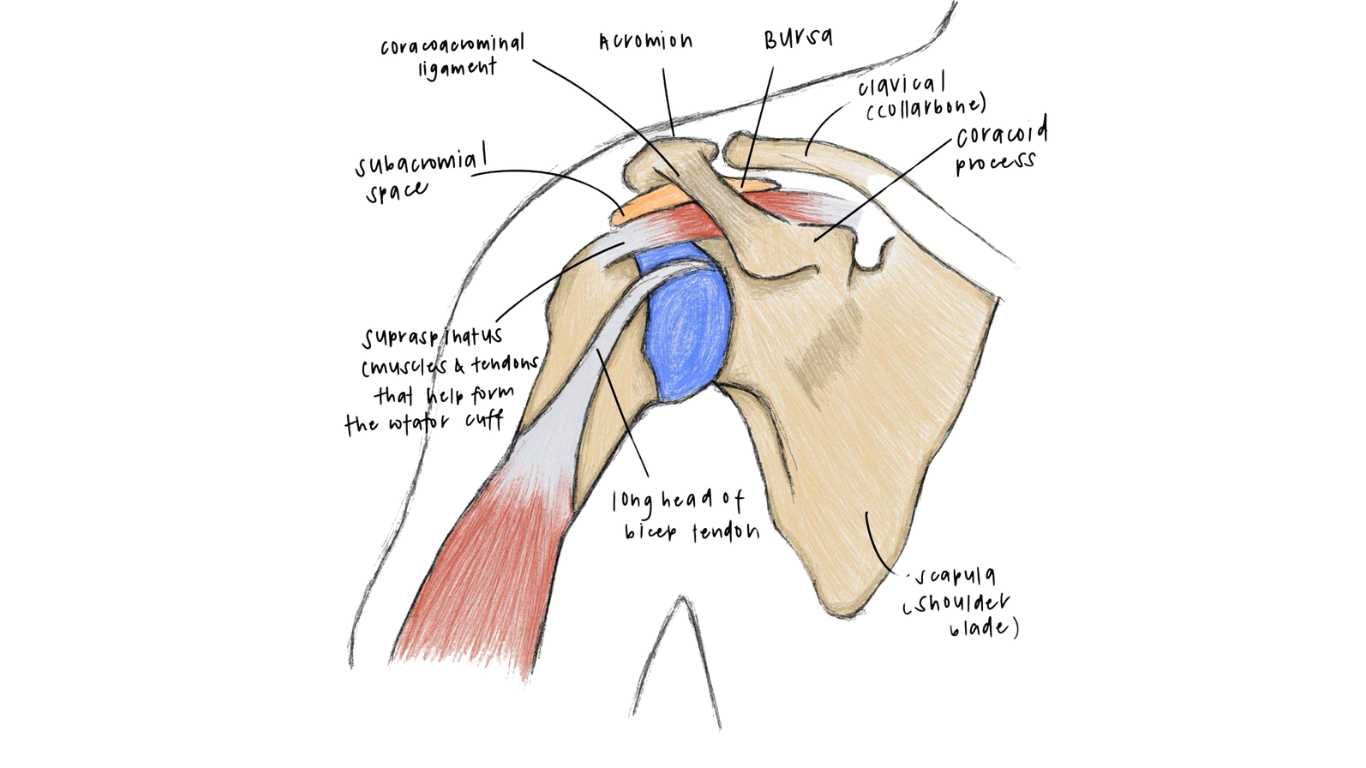 Anatomy of your Shoulders