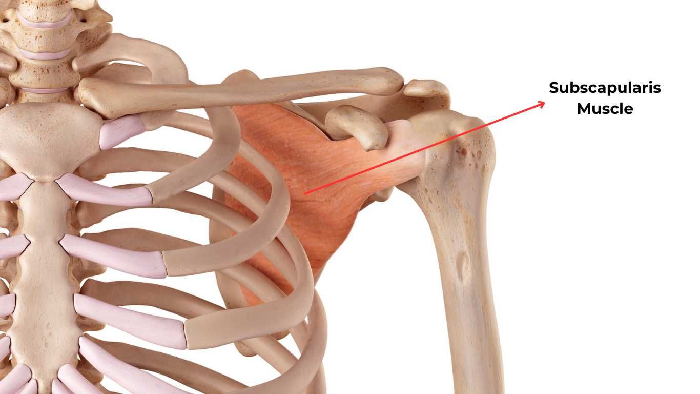 Subscapularis+Chiropractic+Care