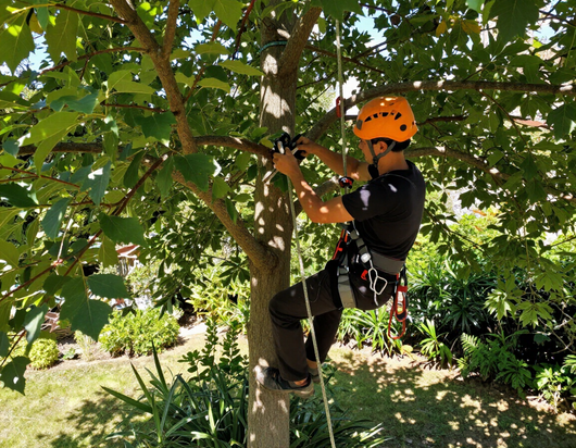 Un arboricoltore con elmetto e imbracatura di sicurezza è sospeso su un albero, intento a lavorare con corde e attrezzatura da arrampicata.