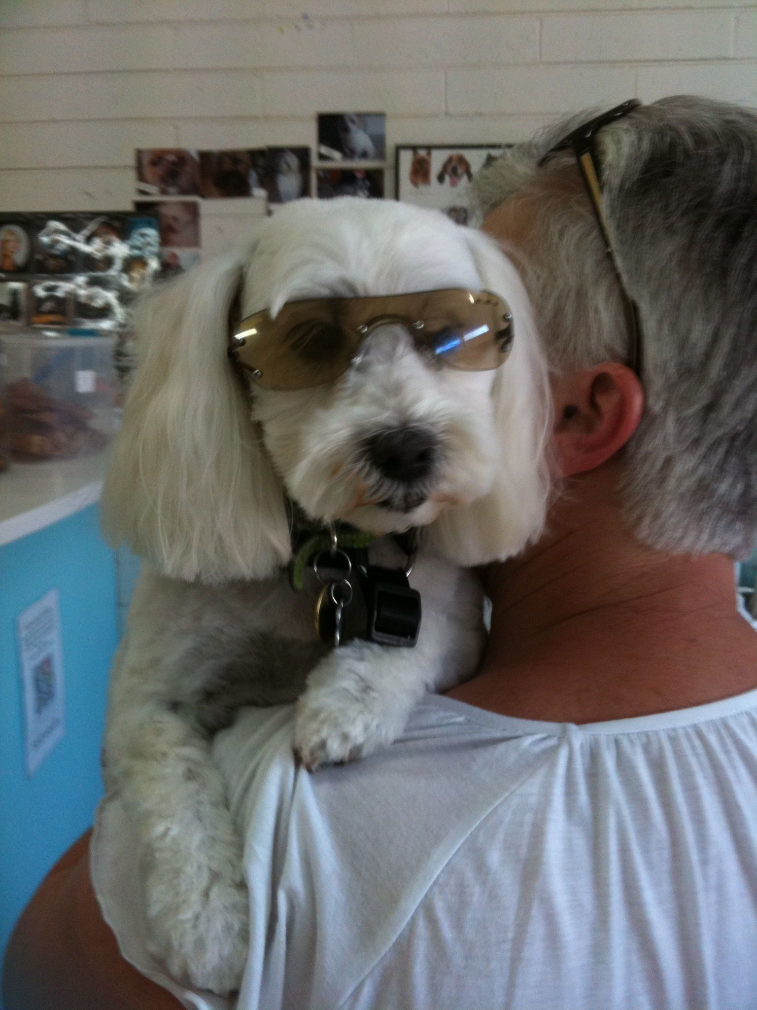 Dog Groomers Victoria Hairy Hounds Of Hastings