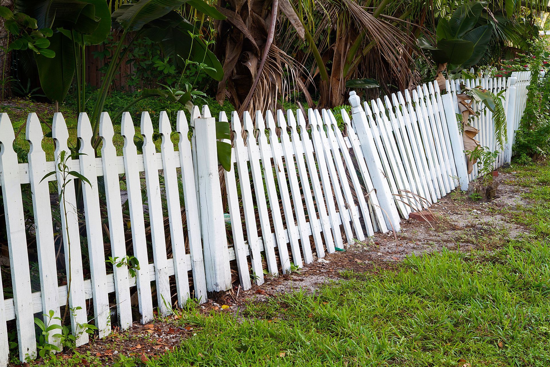 White picket fence, some leaning, along a grassy area with greenery in the background.