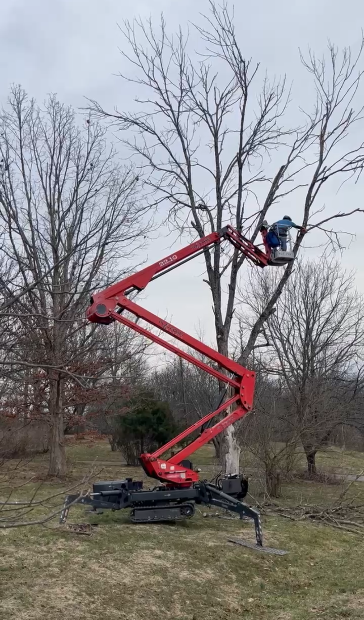 A person in a lift trimming a tall tree with bare branches on a cloudy day.