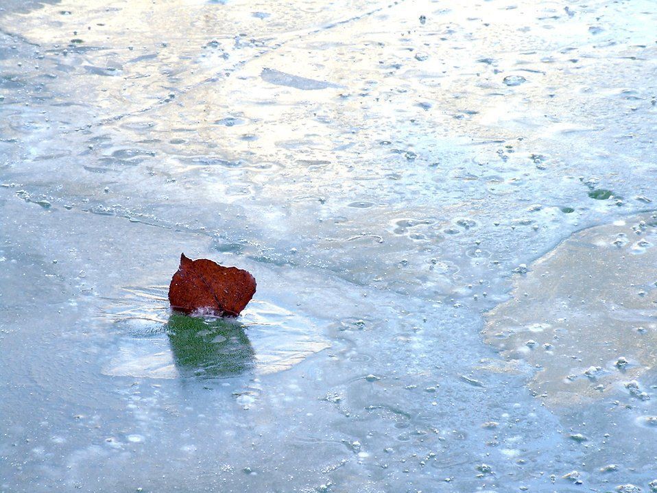 A red leaf is floating on a frozen surface