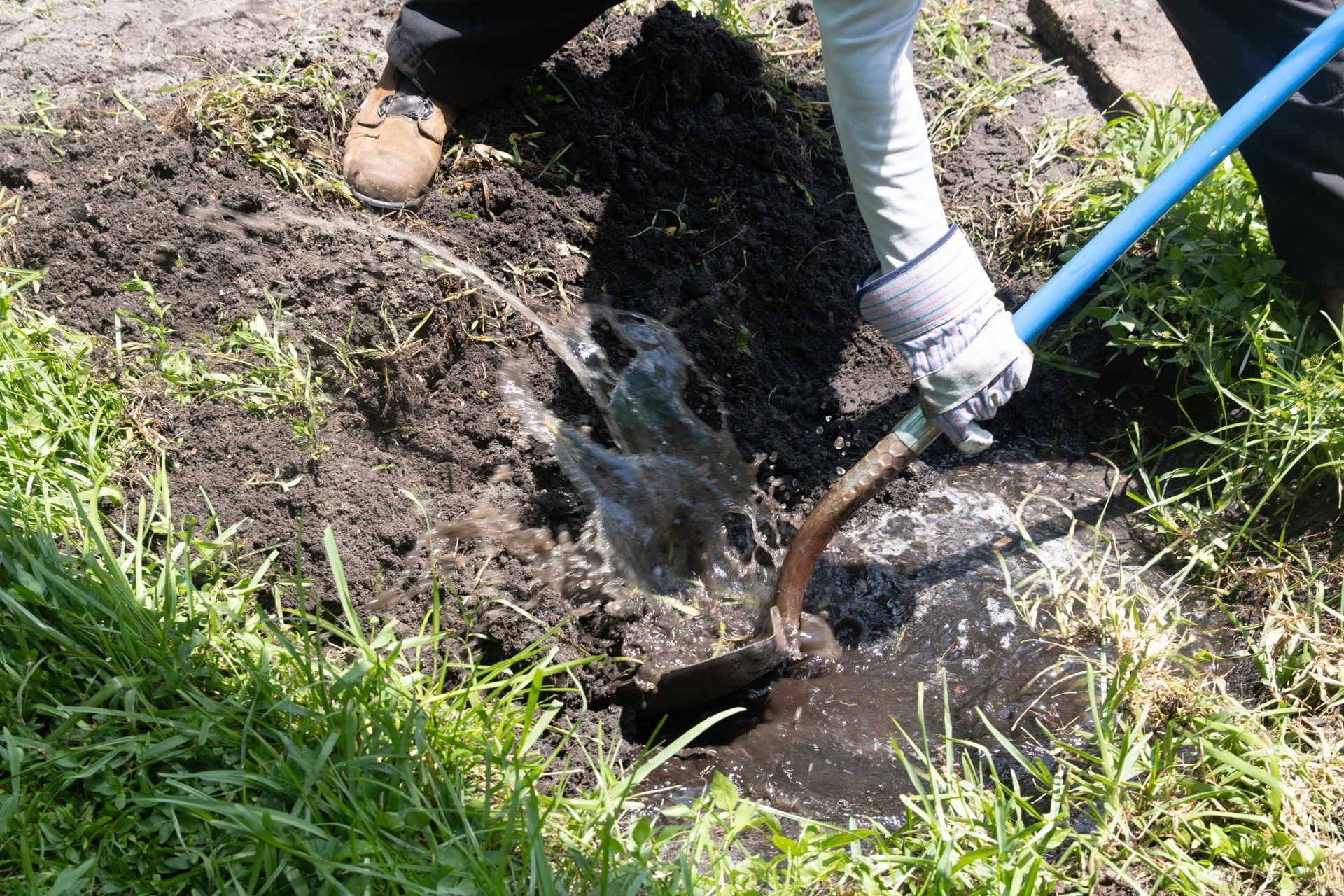 A person wearing a glove uses a blue-handled shovel to dig into dark, damp soil near grassy ground.