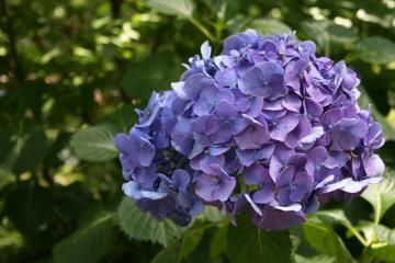 purple hydrangea