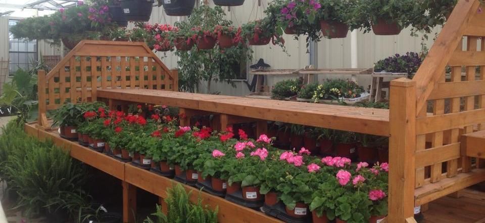 pink and red flowers in nursery