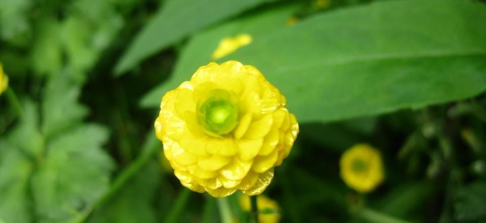yellow flower