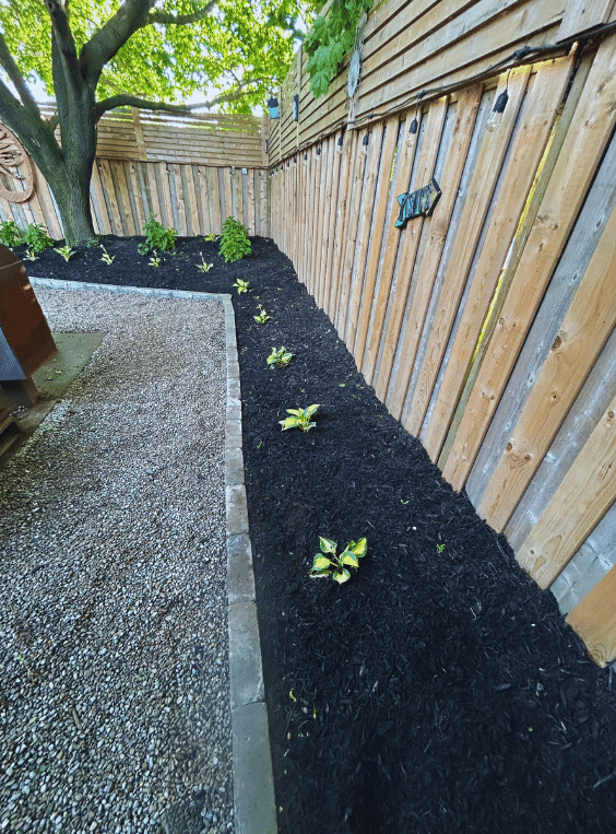 A row of plants growing in a garden next to a wooden fence.