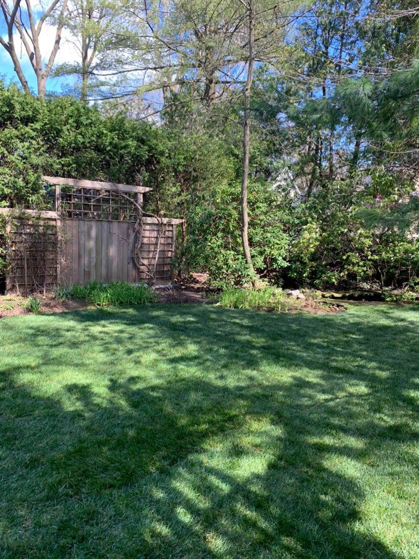 A large lush green lawn with a wooden shed in the background surrounded by trees.