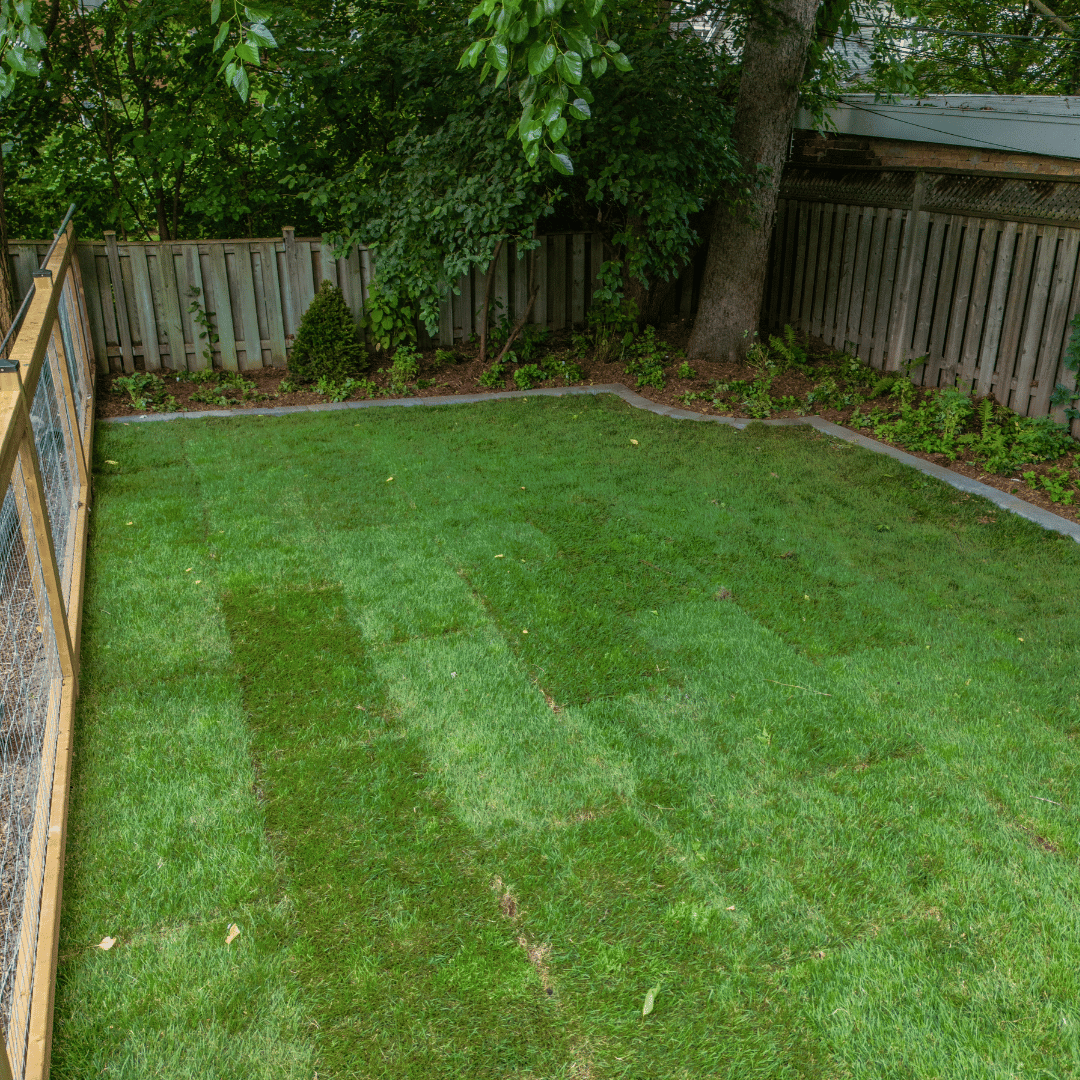 A backyard with a wooden fence and a lush green lawn.