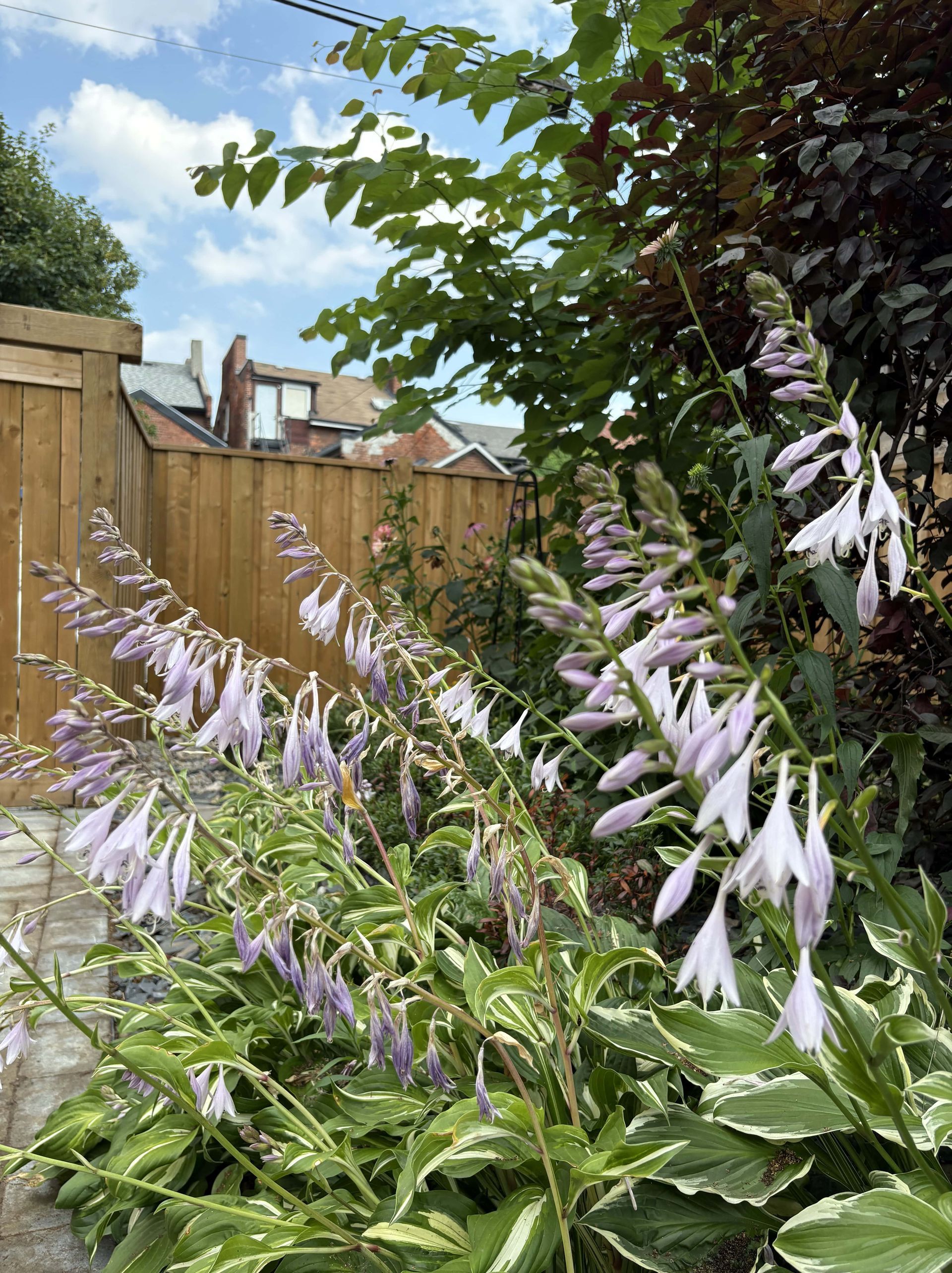 A bunch of purple flowers are growing in a garden next to a wooden fence.