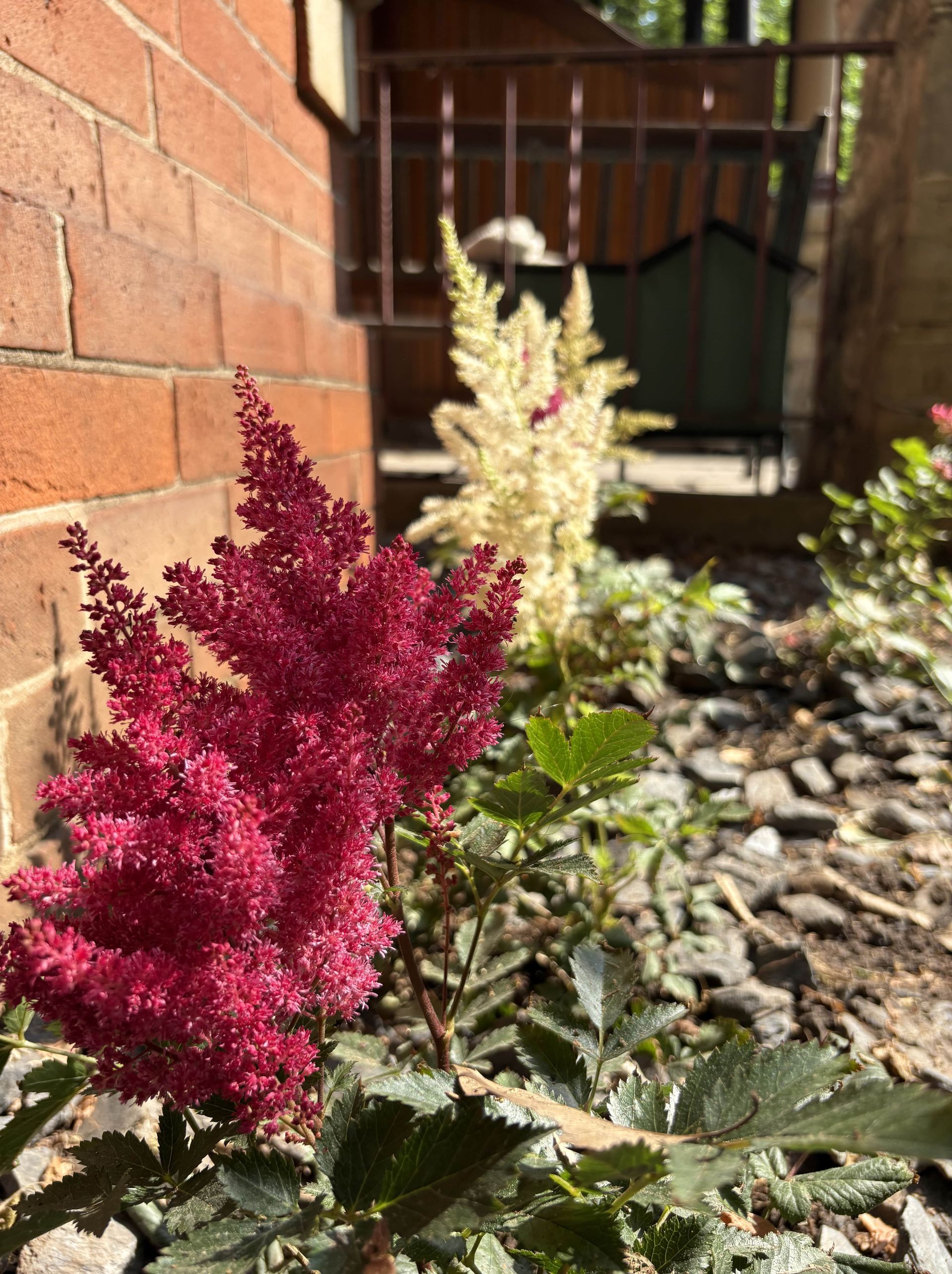 A bunch of flowers are growing in front of a brick wall.