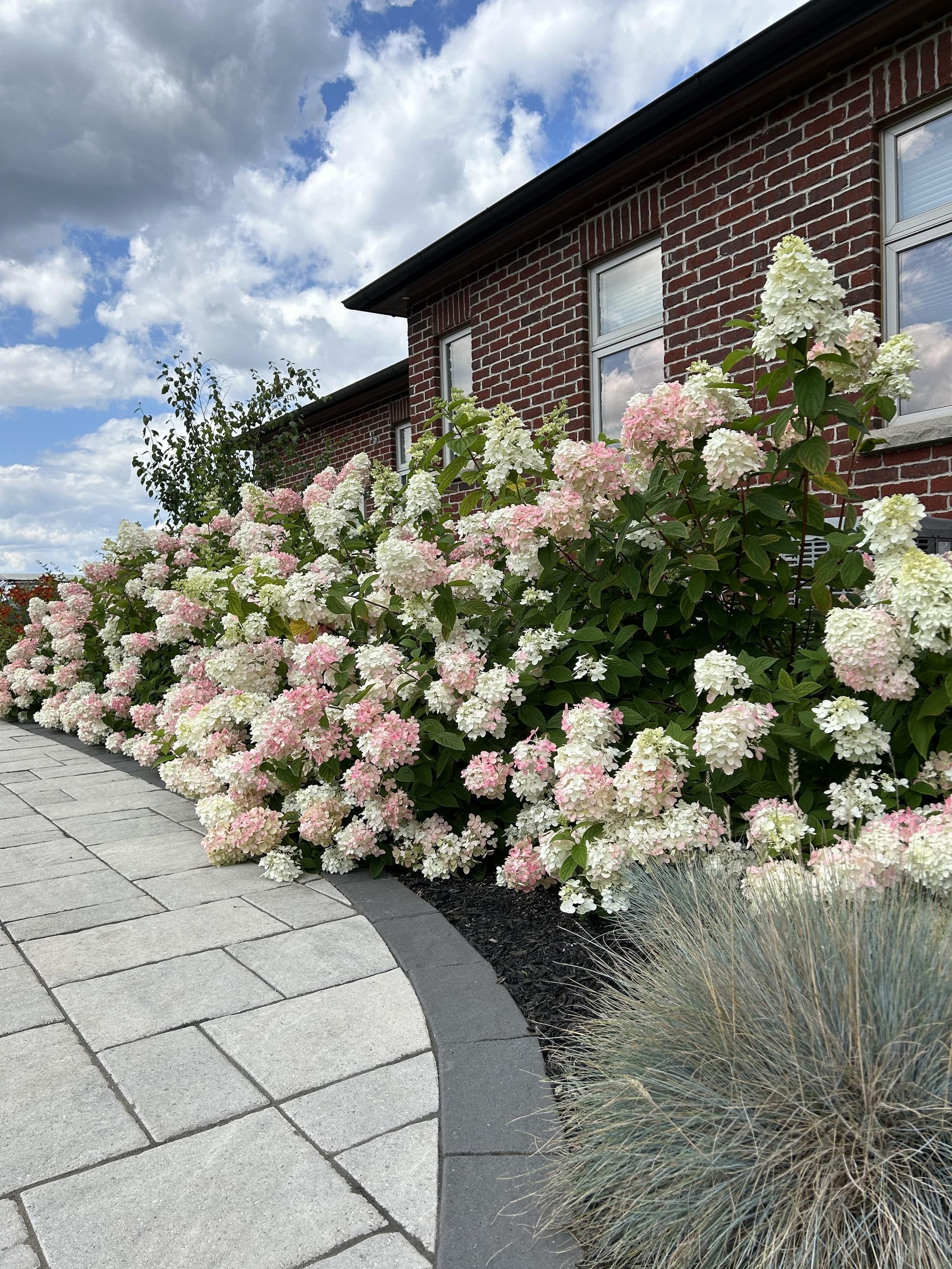A bush with pink and white flowers is in front of a brick building.