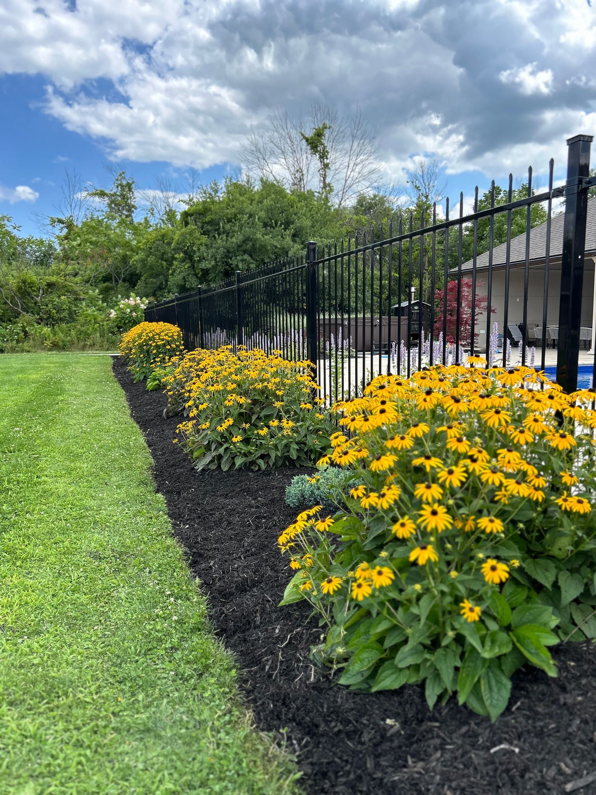 A row of yellow flowers in a garden next to a fence.