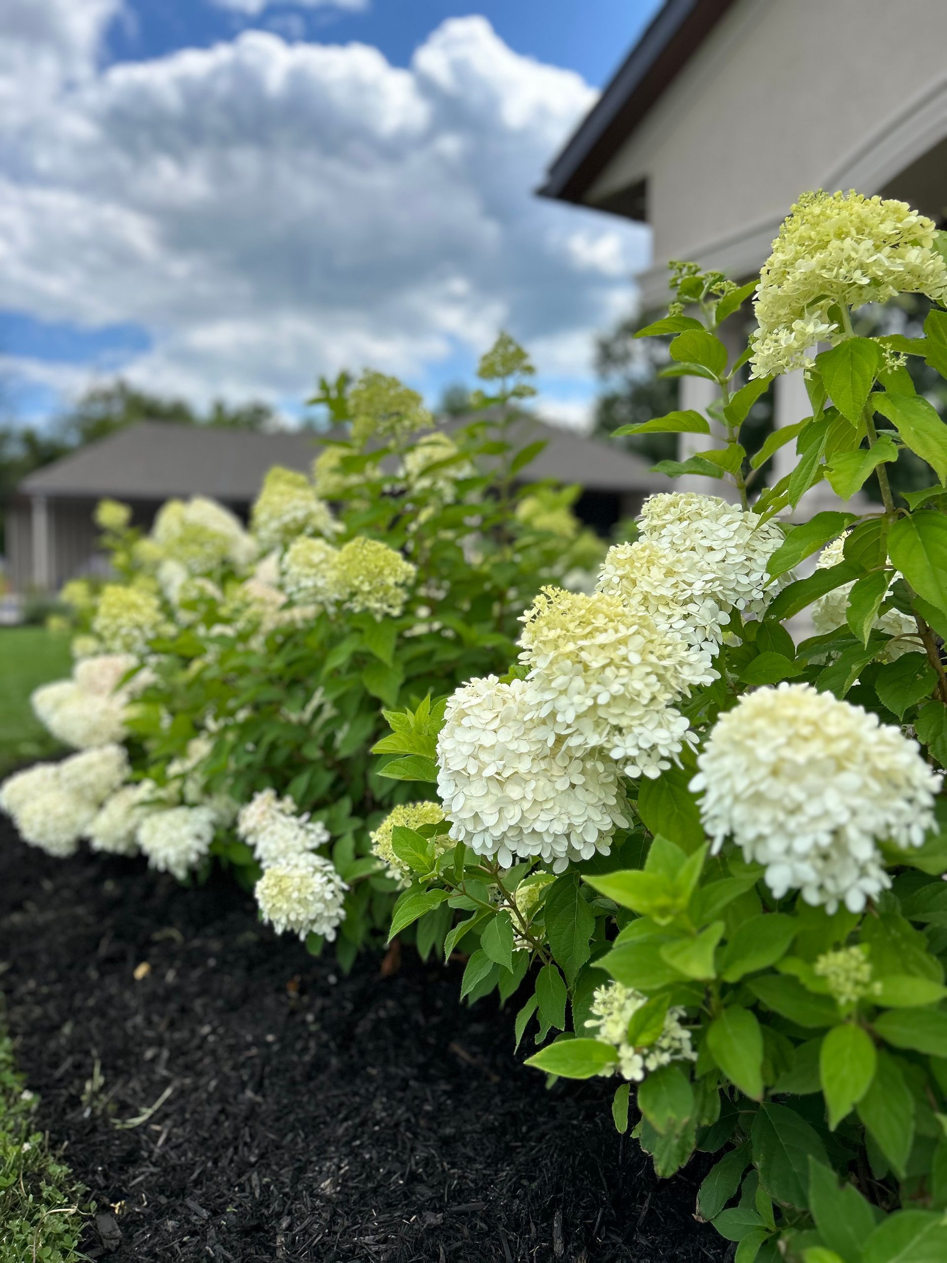 A bush with white flowers and green leaves in front of a house.