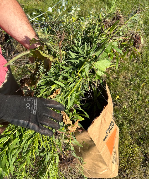 A person wearing gloves is picking up plants from a bag