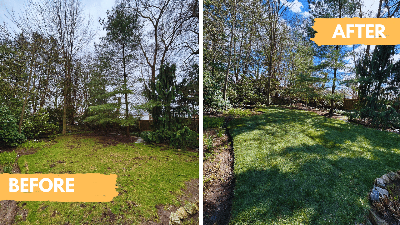 A before and after picture of a lush green yard with trees.