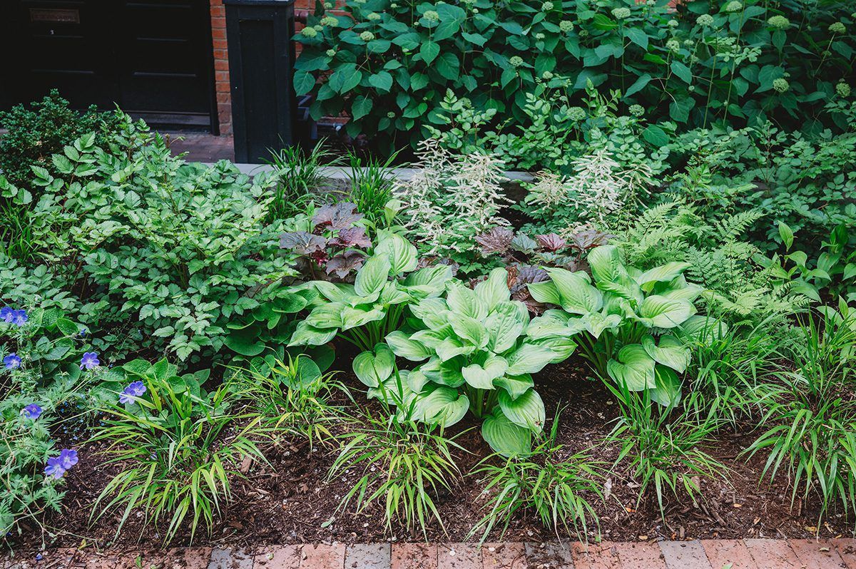 A garden filled with lots of green plants and flowers.