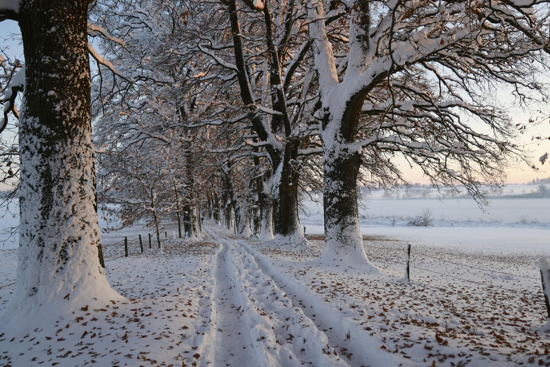 Winter Tree Care 