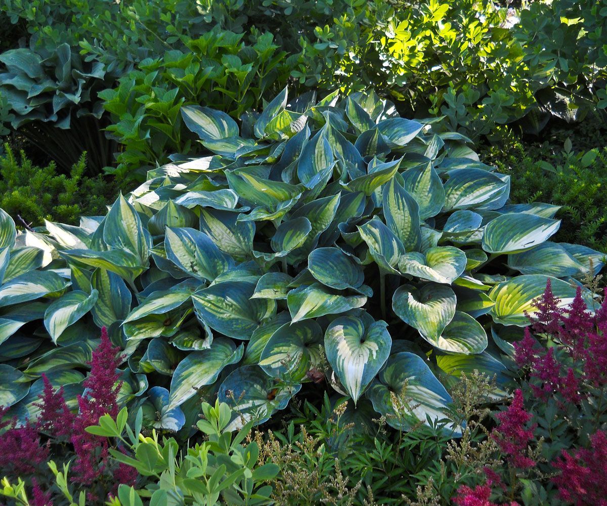 Landscape plantings and softscape in garden beds of Medina Oh residential home installed by Chidsey Landscape and Design