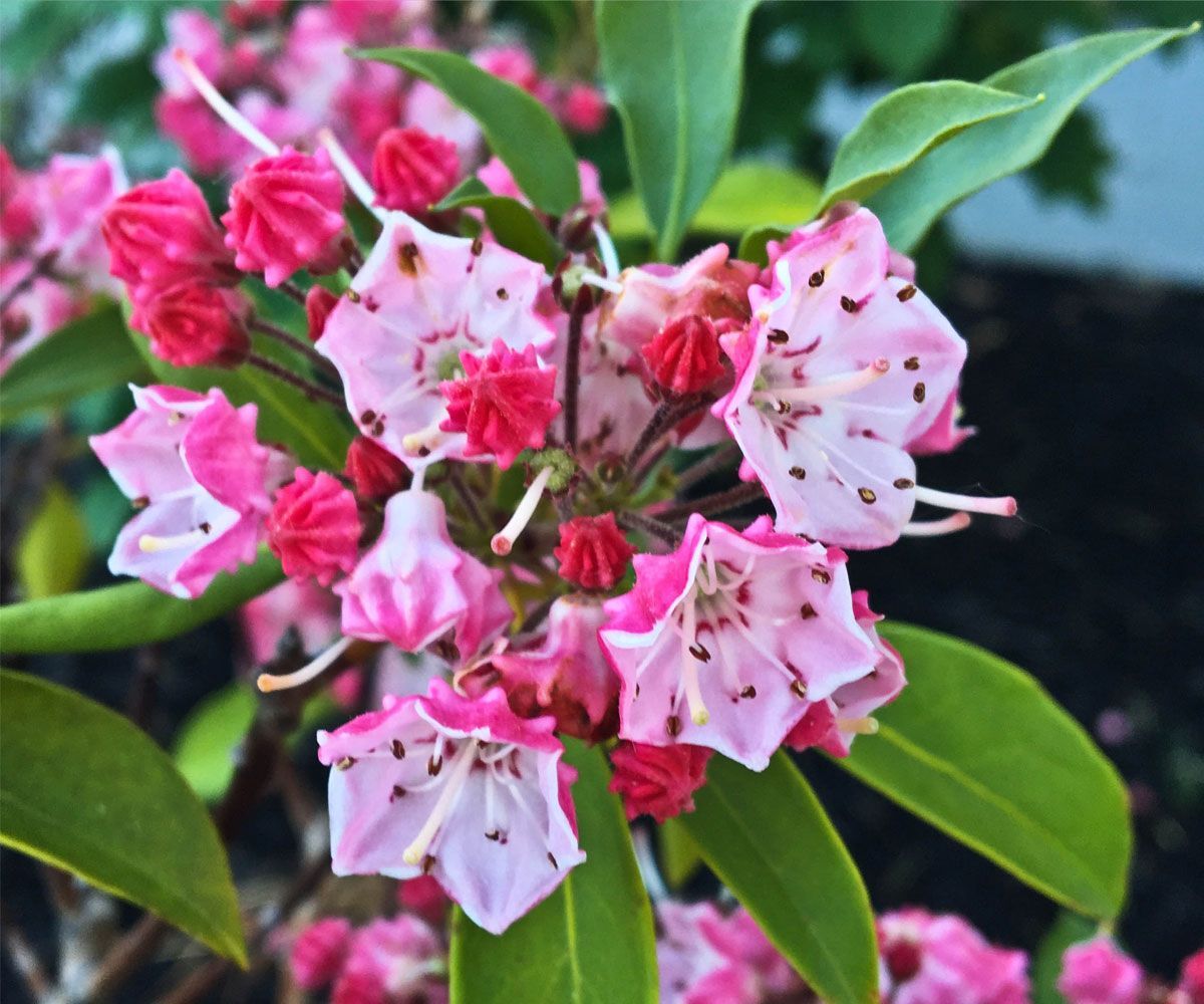 Close-up of cherry blossom bloom planted in Lorain County, OH softscape design installation by Chidsey Landscape & Desgn