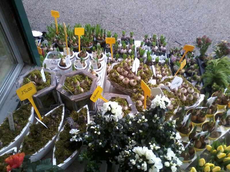 angolo fiorito castelfranco veneto