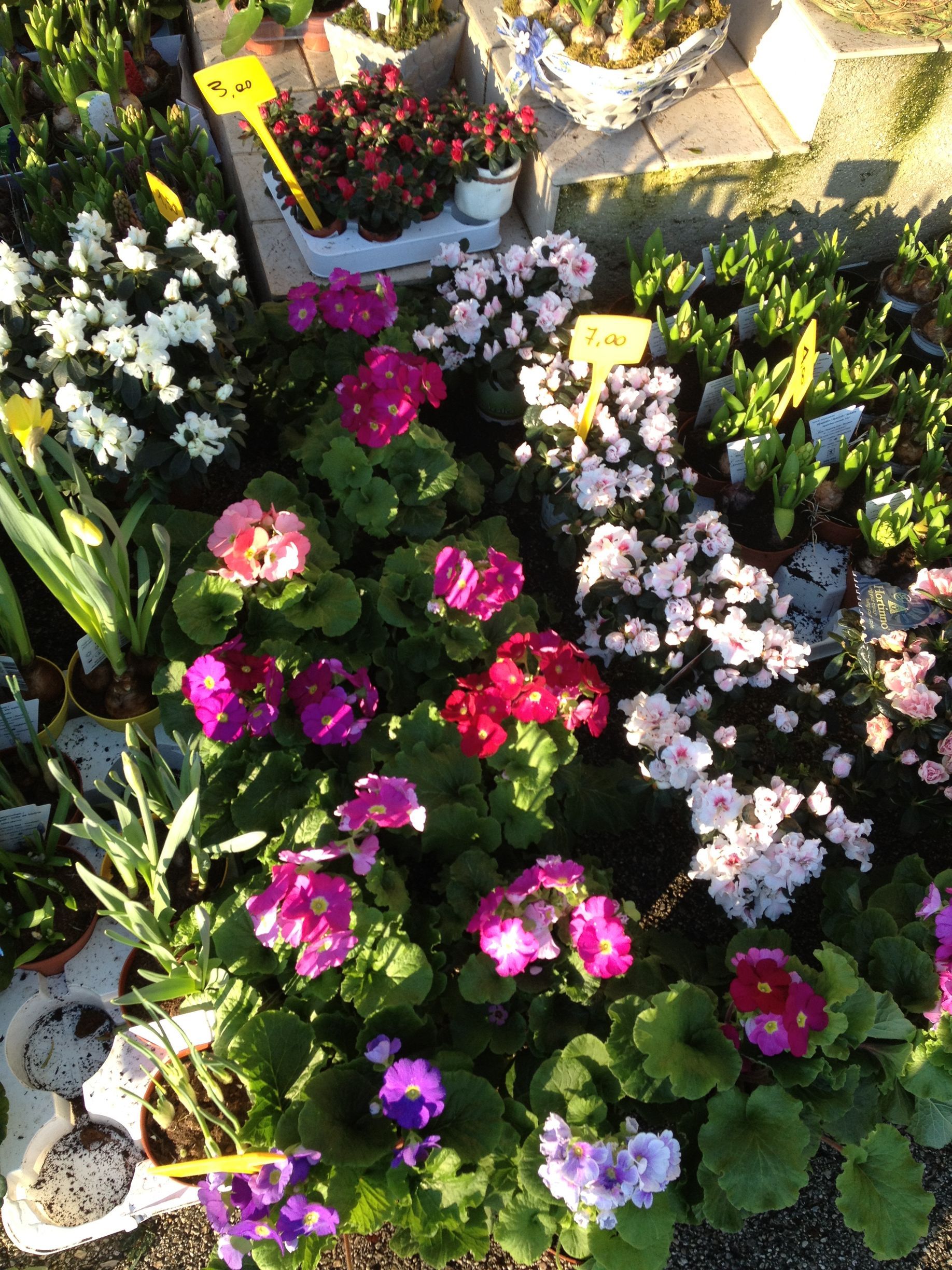 angolo fiorito castelfranco veneto