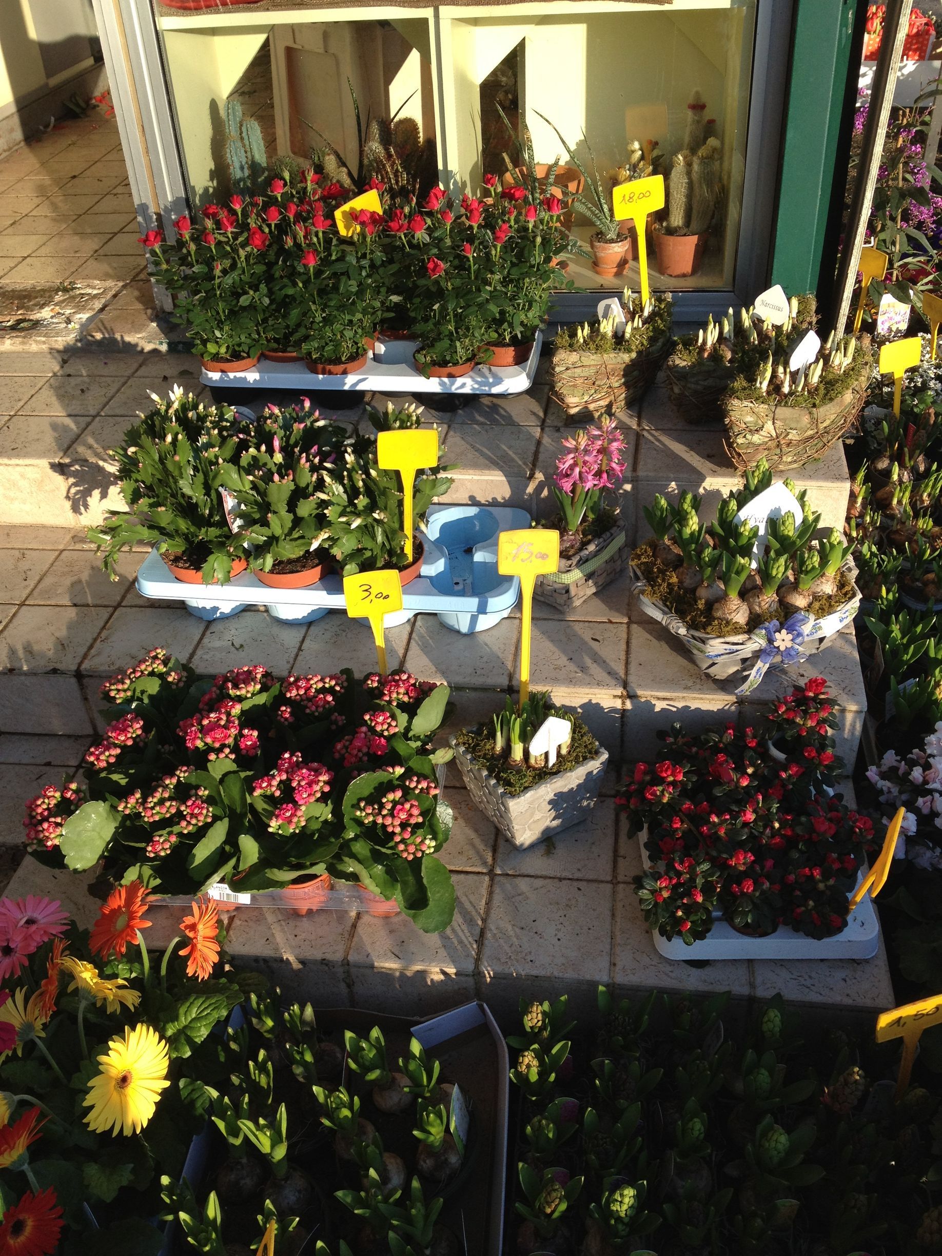 angolo fiorito castelfranco veneto