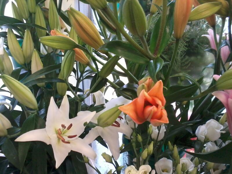 angolo fiorito castelfranco veneto