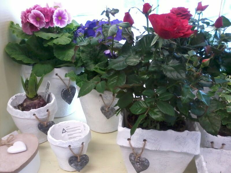 angolo fiorito castelfranco veneto