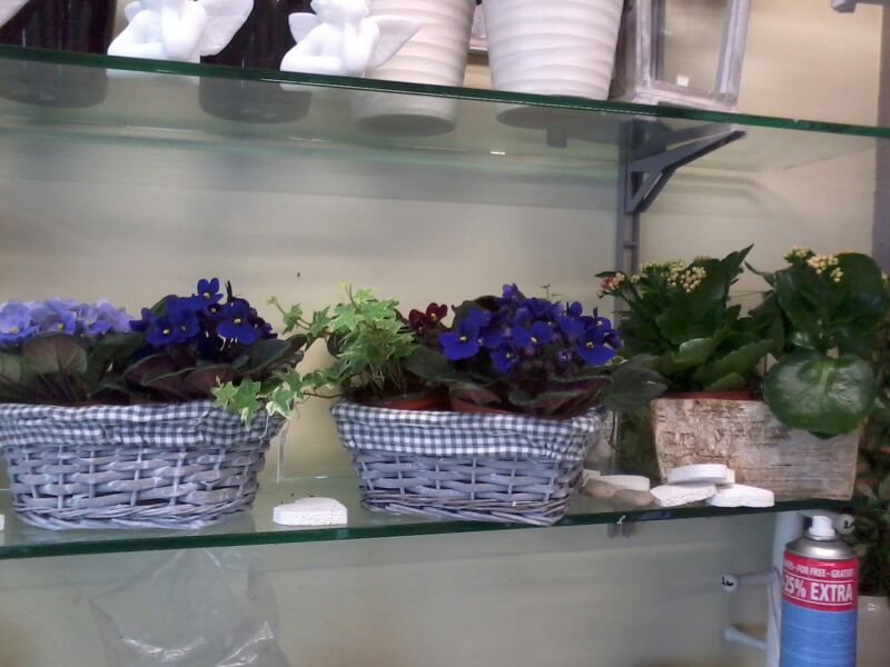 angolo fiorito castelfranco veneto