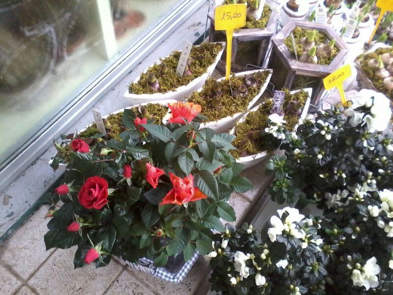 angolo fiorito castelfranco veneto