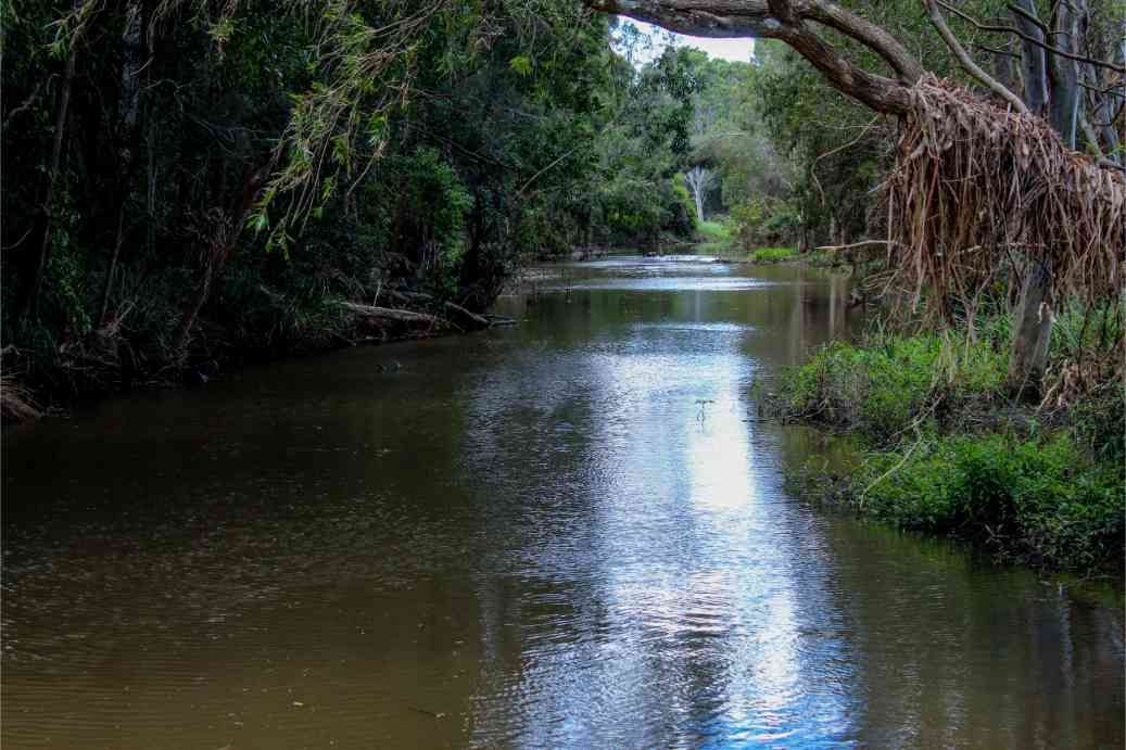 A River in Pimpama Flowing Through a Lush Green Forest Surrounded by Trees — Encore Carpet Professionals in Pimpama, QLD