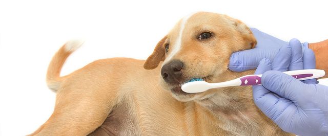 Pet dentistry deals