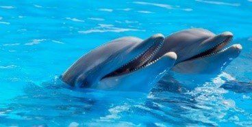 Two dolphins with open mouths in blue water. Two dolphins with open mouths in blue water.