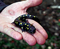 A person is holding a small lizard in their hand.