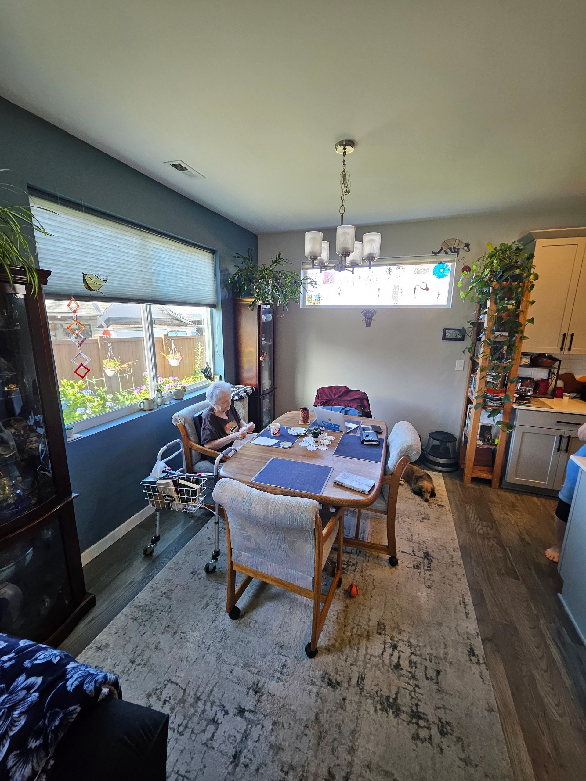 Dining room with a person seated at a table. Dark blue wall, window, plants, and a chandelier.