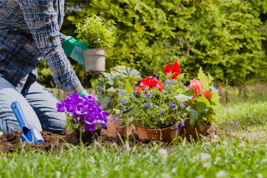 giardiniere mentre pianta alcuni fiori in giardino