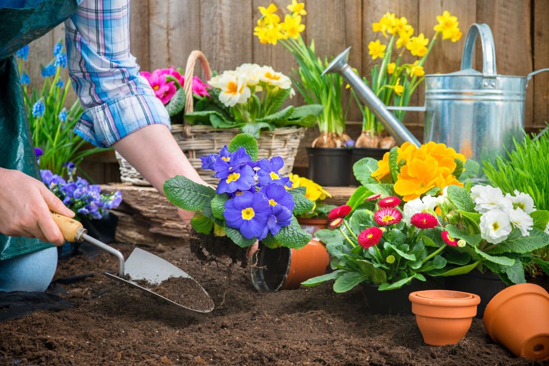 giardiniere mentre pianta alcuni fiori colorati